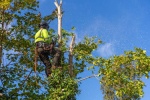 Abattage d'arbres &agrave; Pfulgriesheim, les &eacute;tapes &agrave; conna&icirc;tre